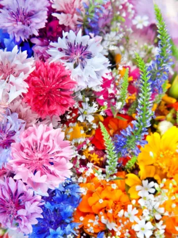 Produit Explosion de Fleurs Image