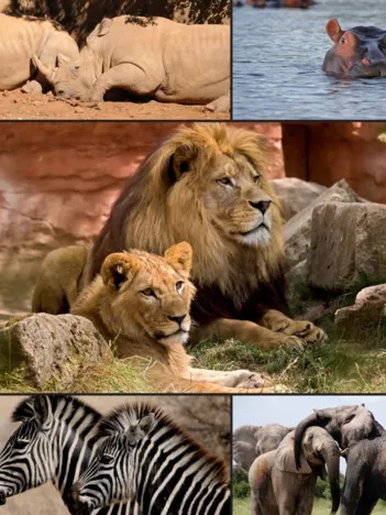 Produit Collage - Wildlife Image