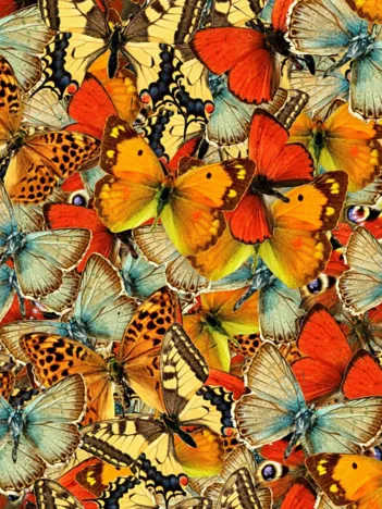 Produit Nuée de Papillons Image