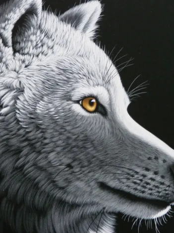 Produit Schim Schimmel - Wolf Light Image