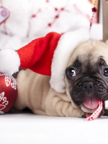 Produit Chiot de Noël Image