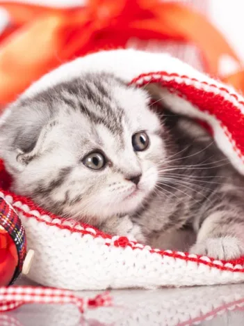 Produit Chaton de Noël Image