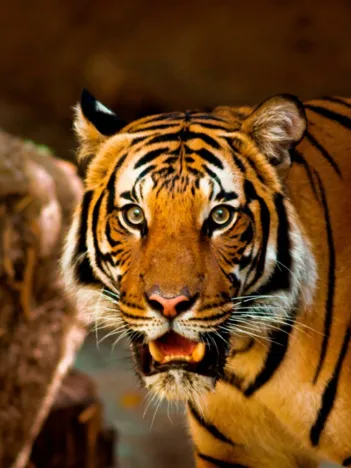 Produit Tigre Rugissant Image