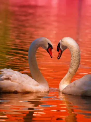 Produit Cygnes Image