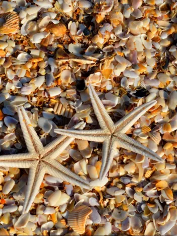 Produit Coquillages et Etoiles de Mer Image