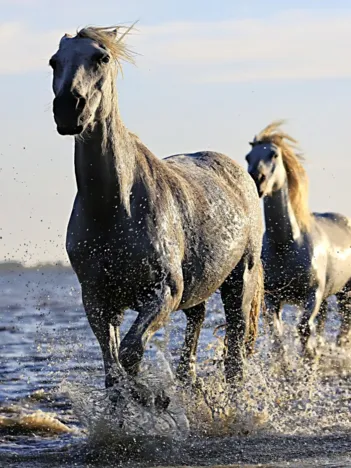 Produit Chevaux Image