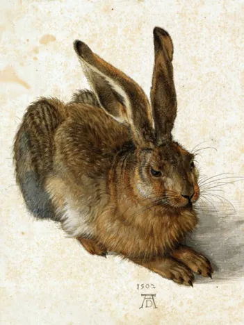 Produit Albrecht Dürer - Le Lapin, 1502 Image
