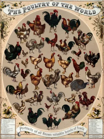 Produit Affiche Les Poulets du Monde, 1868 Image