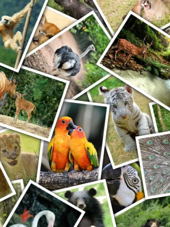 Produit Promenade au Zoo Image