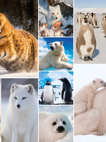 Produit Collage - Artic Life Image