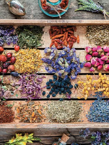 Produit FLEURS SÉCHÉES Image