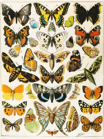 Produit Papillons - Millot Image