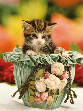 Produit Chaton dans un Pot Image