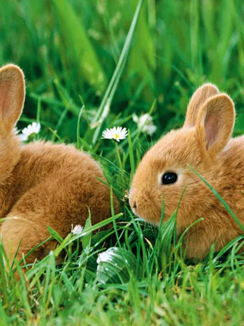 Produit Lapins Image