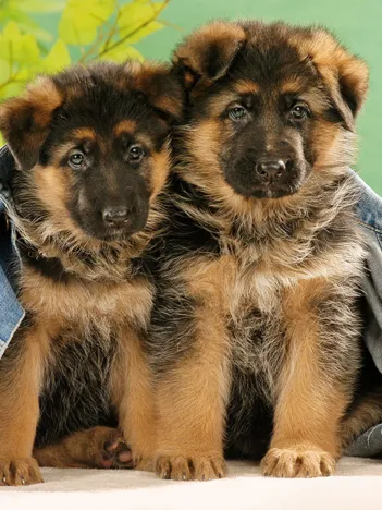 Produit Chiots Image