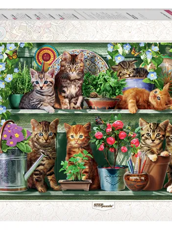 Produit Chatons sur l'Etagère Image