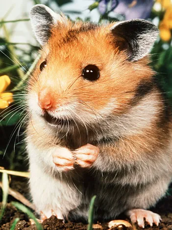 Produit Hamster Image