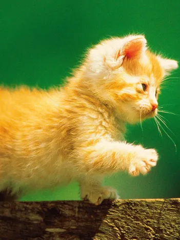 Produit Chaton Image