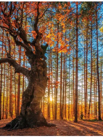 Produit Puzzle en Bois - The King of the Forest Image