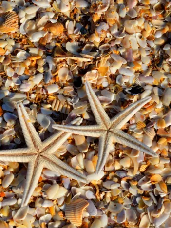 Produit Coquillages et Etoiles de Mer Image