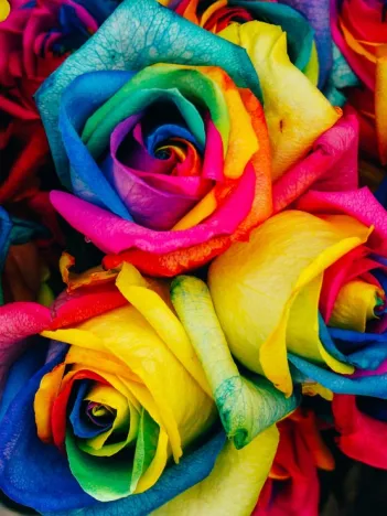 Produit Roses Multicolores Image