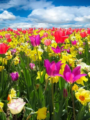 Produit Tulipes Image