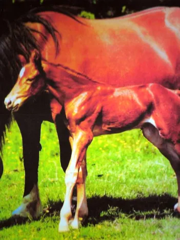 Produit Mare and Foal Image