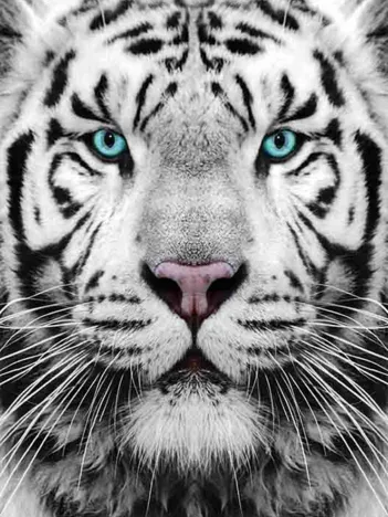 Produit Tigre de Sibérie Image