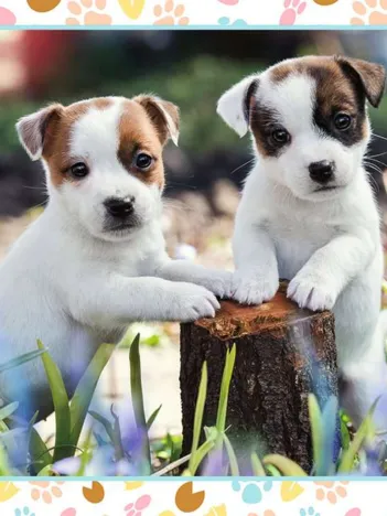 Produit Les Petits Jack Russell Image