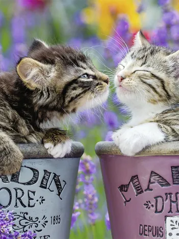 Produit Bisous de Chatons Image