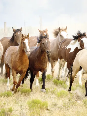 Produit Chevauchée dans le Désert Image