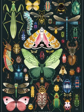Produit Les Insectes - Rebecca Romeo Image