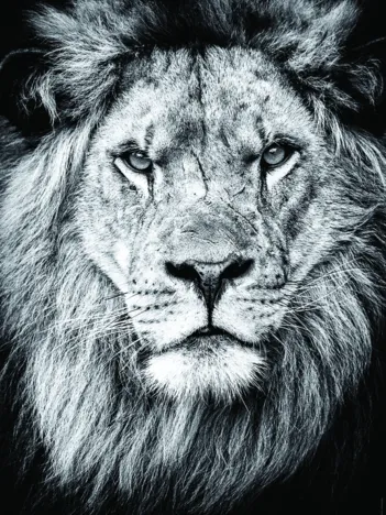 Produit Portrait Royal Image