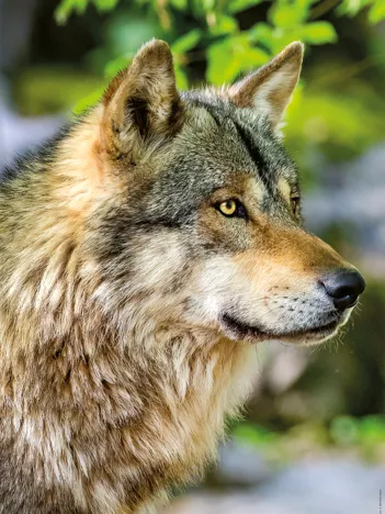 Produit Loup Gris Européen Image