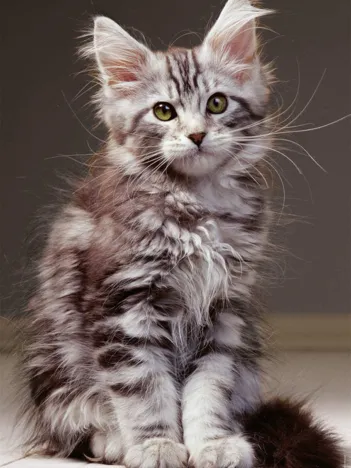 Produit Le Chaton Image