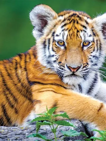 Produit Pièces XXL - Bébé Tigre Image