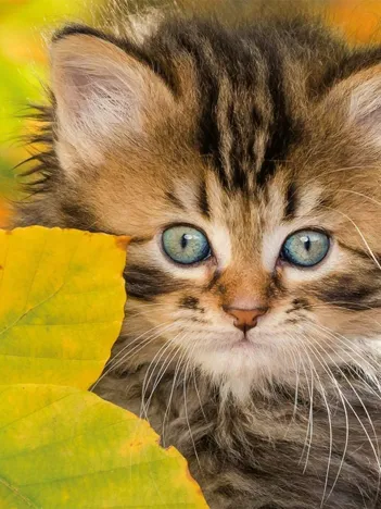 Produit Chaton en automne Image