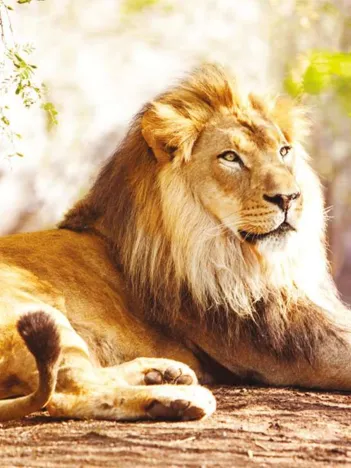 Produit Le Roi de la Savane Image