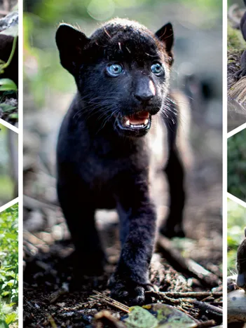 Produit Le Dernier Jaguar Image