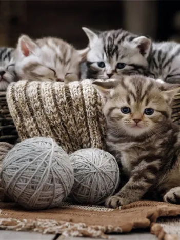 Produit Boules de Poils et Pelotes de Laine Image