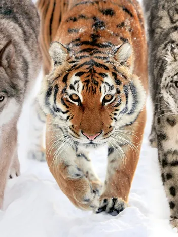 Produit En Terre Sauvage Image