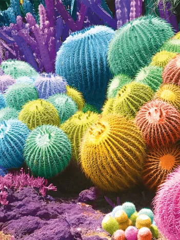 Produit Arc-en-Ciel de Cactus Image