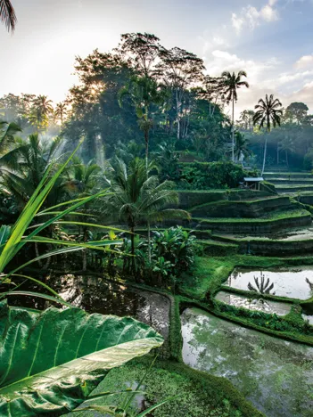 Produit Au Coeur de Bali Image