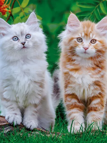 Produit Chatons Sibériens Image