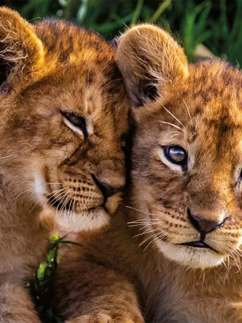 Produit Adorable Lion Babies Image