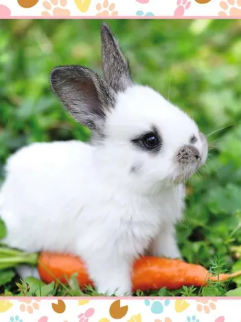 Produit Petit Lapin et sa Carotte Image