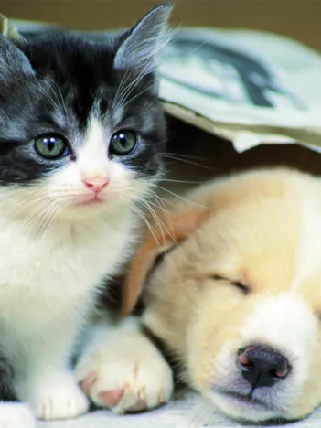 Produit Réveille toi Image