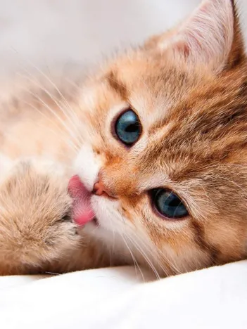 Produit La Toilette du Chat Image