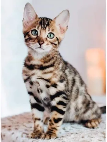 Produit Bengal Image