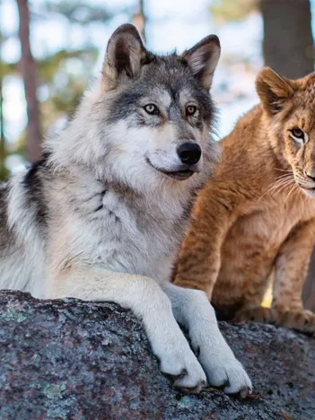 Produit Le Loup et le Lion Image